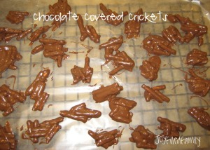 chocolate covered crickets