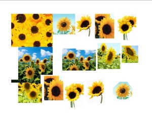 Sunflowers Sheet