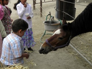 papi feeding the horse
