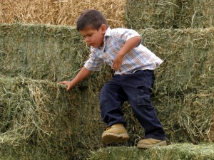 papi on the haystack