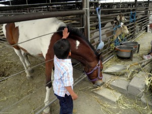 papi petting horse