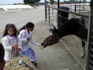 sparkles feeding horse